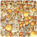 Псилоцибиновые (галлюциногенные) грибы в Чайковском Psilocybin "Golden Teacher" Псилоцибиновые (галлюциногенные) грибы в Чайковском Psilocybin "Golden Teacher"