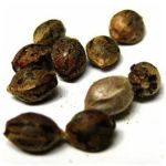 Семена марихуаны АК-47  (Seeds AK-47) в Чайковском